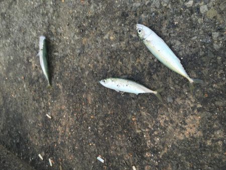 ジグサビキでアジとサバ